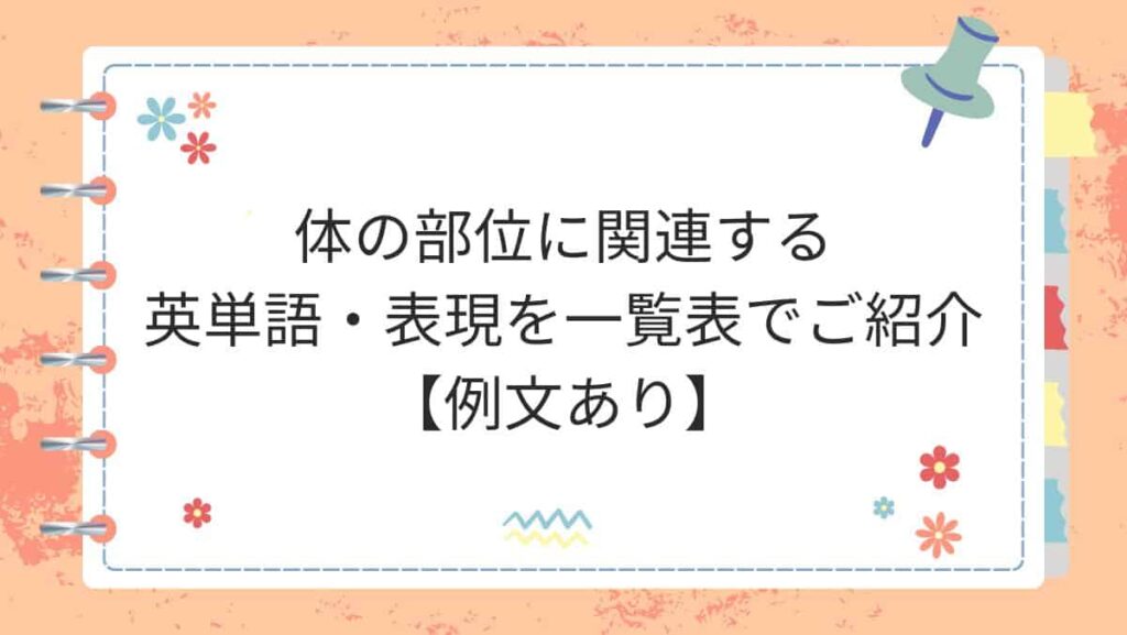 体の部位に関連する英単語・表現を一覧表でご紹介【例文あり】