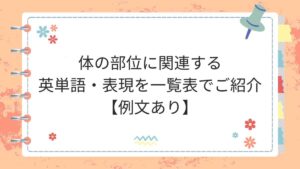 体の部位に関連する英単語・表現を一覧表でご紹介【例文あり】